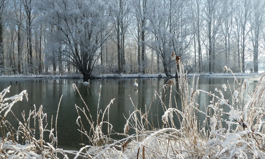 neige janvier 2013 (2)